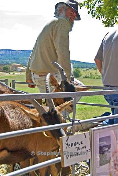 goats and man graphic